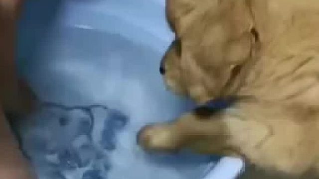 主人以为狗狗给他洗脚，结果却是……网友：本来是人泡脚，结果变成狗泡澡