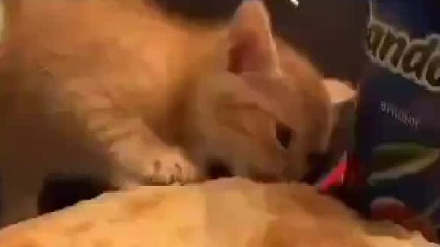 偷吃的猫猫被抓住后非常不满