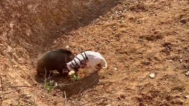 知道野猪的战斗力什么水平了吧…