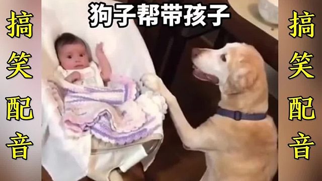 搞笑配音：狗子帮带孩子，这狗子要成精啊