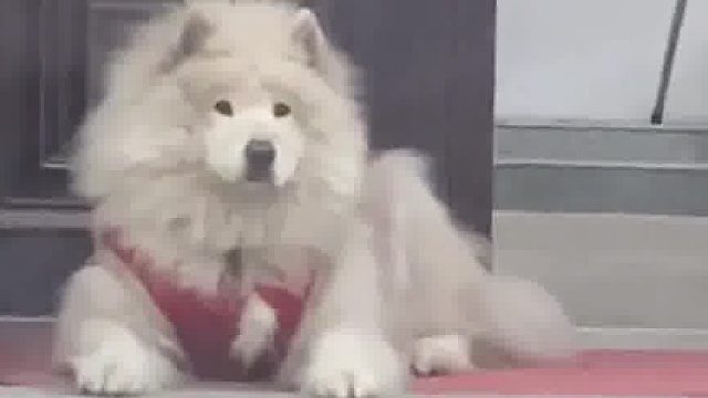 为什么是舔狗，不是舔猫，因为只有小狗永远毫不遮掩，专一且用心的爱你