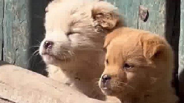 站在门槛后面的两只小奶狗