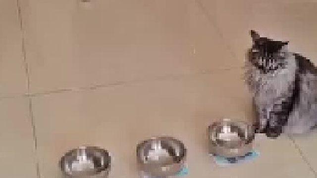 猫:想从我家拿钱。想啥呢！