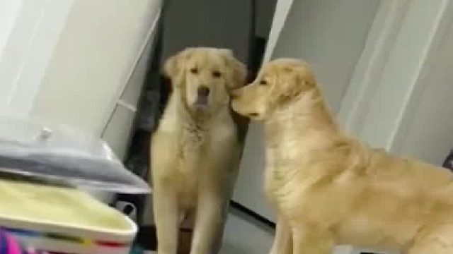 爱因斯坦狗：你也就欺负我不会说话