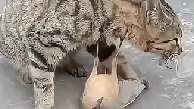 小样，锁我喉是吧！