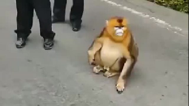 金丝猴：“我不是横穿马路，我只是没找到斑马线嘛……”