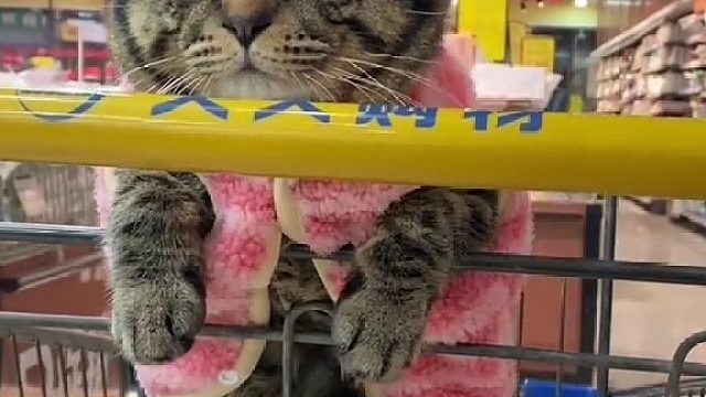 龙年大吉！乖咪给您拜年了