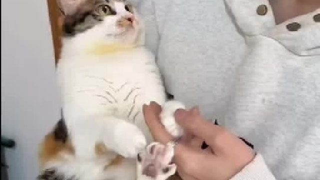 这手摸起来真的好软