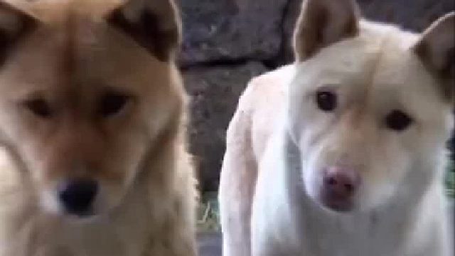 两只聪明的流浪狗用它们的真心找到了家