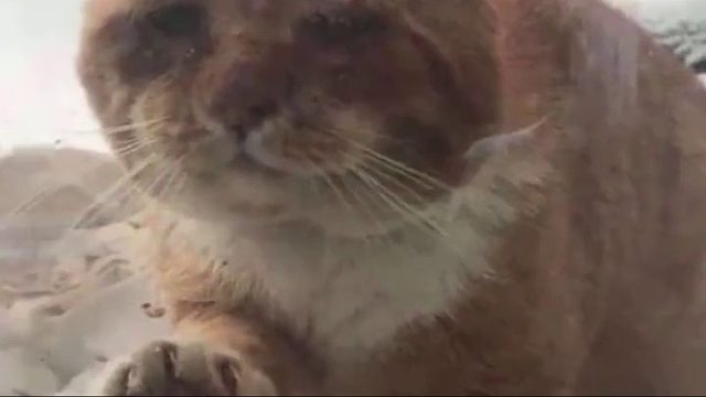 流浪的橘猫在临死前向人类求助：“求求你，救救我吧！”