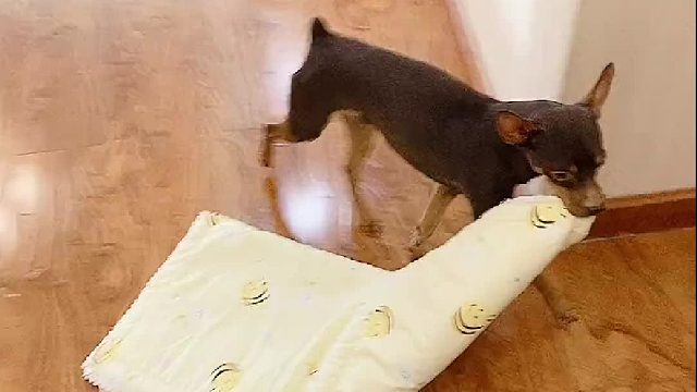 天天跟狗子斗智斗勇且混得最惨的铲屎官