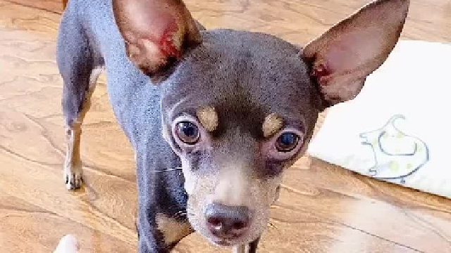 与其说这狗子有洁癖，不如说主人埋汰