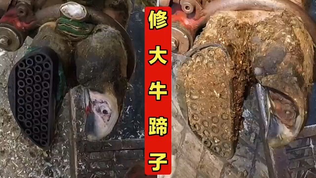 修大牛蹄子解压