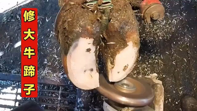 修大牛蹄子解压