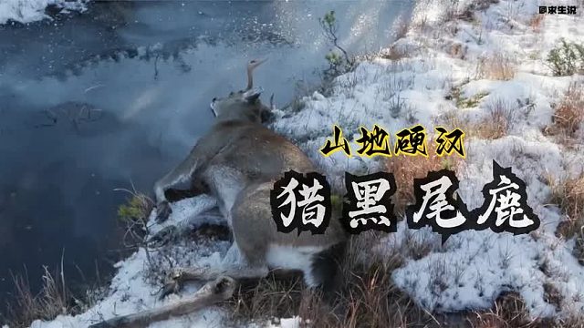 山地硬汉：猎人丹尼尔“高射炮打蚊子”狩猎一头黑尾鹿
