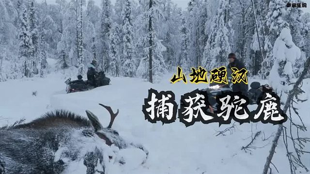 山地硬汉：新雪敲响晚餐铃新婚夫妇狩猎驼鹿过冬