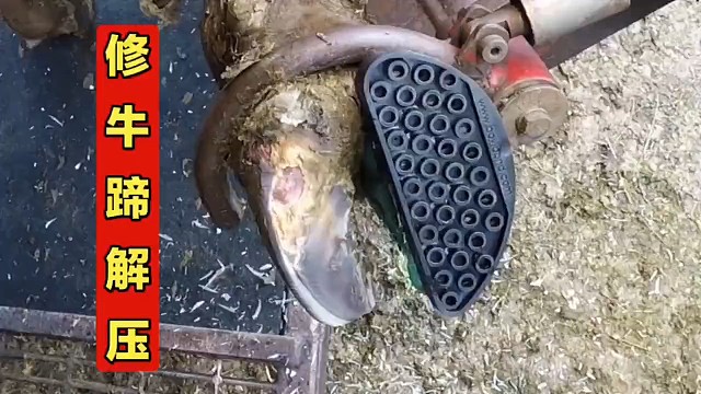 修牛蹄：强迫症治愈系