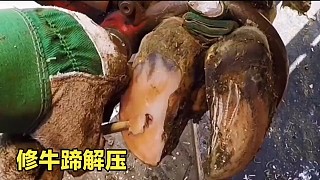 修牛蹄：維護動物福利