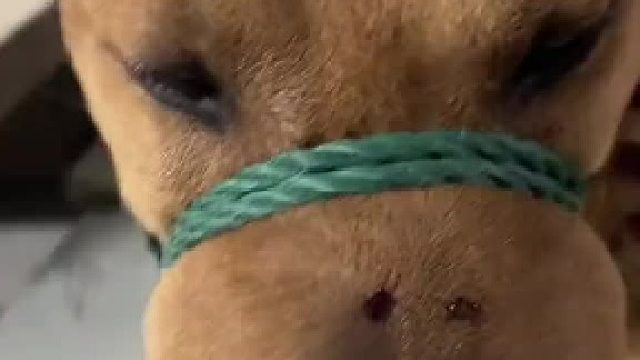 小黄在橘子地被毒蛇咬了，已经打了针，不知道能不能挺过去 http://t.cn/A6YiHCUP ​