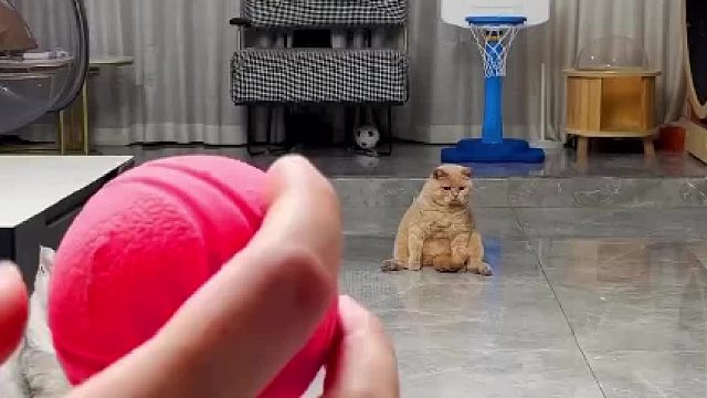 如此躺平的喵生