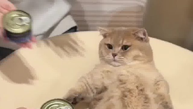 小猫：一觉醒来 不敢相信自己的眼睛