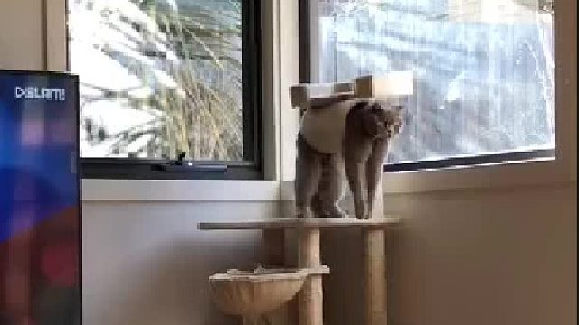 猫：别管我，我就是想挂一会儿