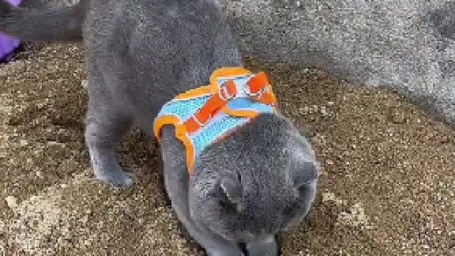 打败全国99%小猫咪