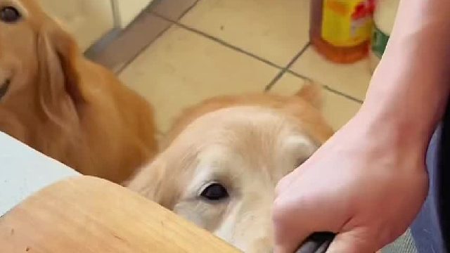 小狗狗能有多少个心眼儿