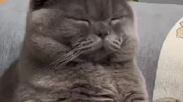 猫猫昨天晚上通宵打麻将了