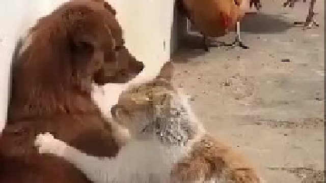 猫咪：狗哥，这力道可以不？