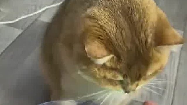 男子疑惑自家小猫为什么不爱喝水，拿来电笔一测才知道漏电了