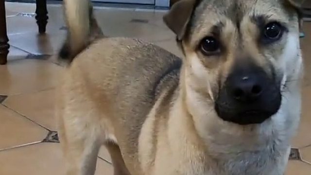 哈哈哈哈哈哈哈哈哈哈哈太好笑了，谁家狗是倒着坐啊