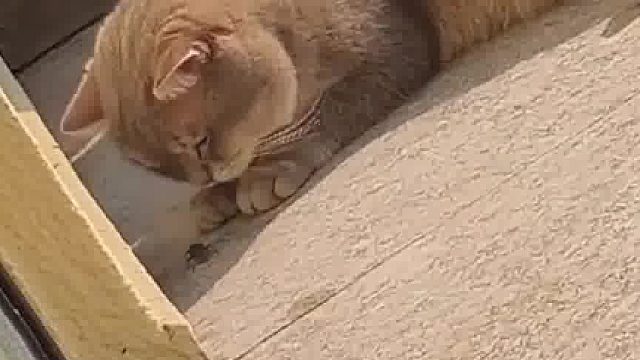 被虫子臭到变形的猫咪