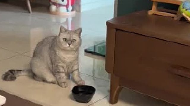 小猫咪能有多叛逆，顶多是想挨打罢了