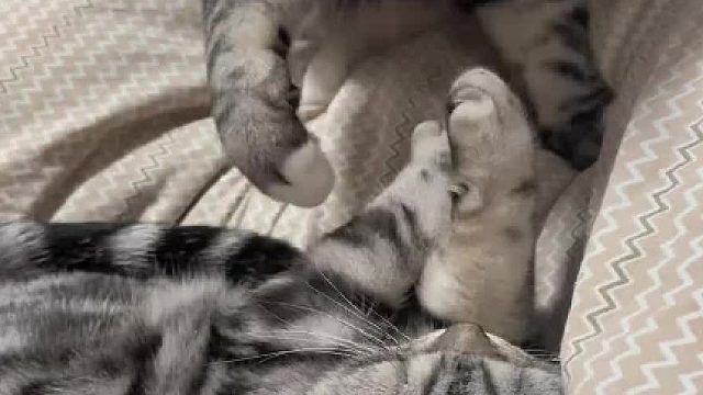 猫咪：还睡，几点啦？