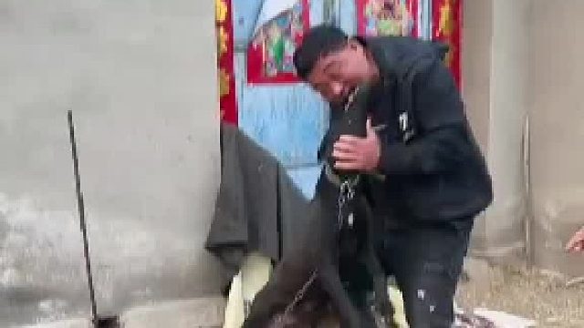 狗：我也给你来一口试试