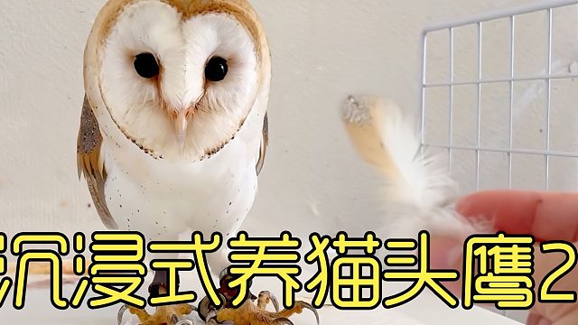 沉浸式养猫头鹰2，为什么日本可以养猫头鹰