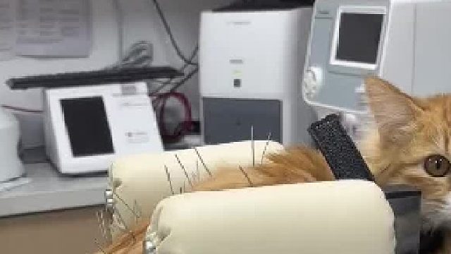 又是一只被皇腾变成刺猬的喵星人