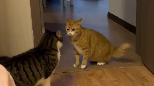 都一年了还在水火不容 俩都不是善茬