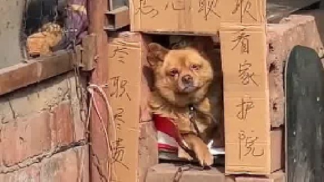 尽职尽责，看家护院