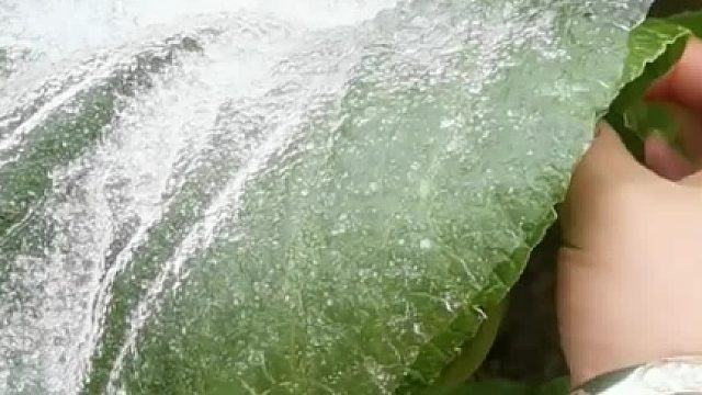 听说这几天湖南的小伙伴都在给树叶菜叶脱模 看着好好玩啊 你都掰了两个了那下一个该我了吧！