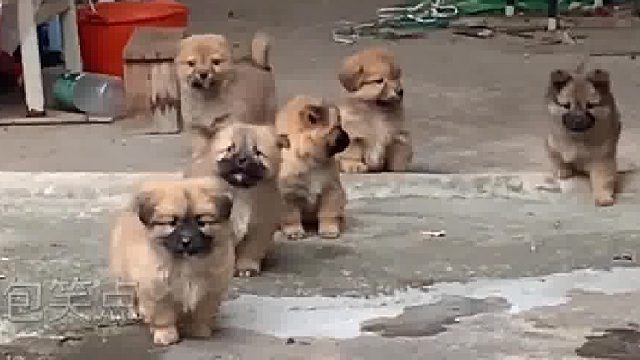 男子本来想逗邻居家两只小狗，没想到召唤了一窝，没有一只狗狗能拒绝“嘬嘬嘬”的。