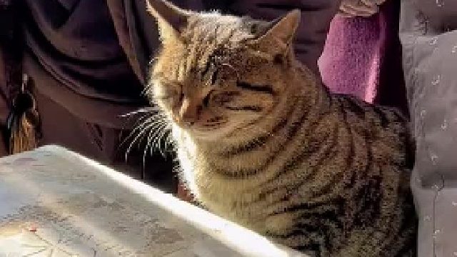 小猫上班时间竟然睡觉！