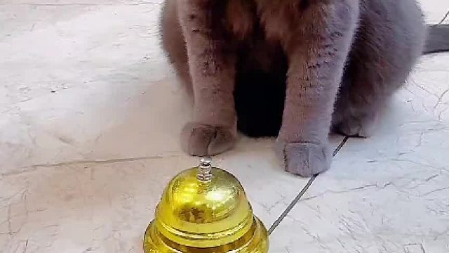 和猫沟通就是这么简单