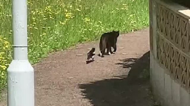 假装不知道，偷偷跟踪猫猫的喜鹊