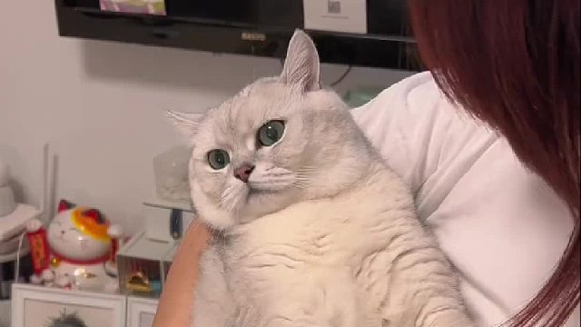 新的一年，我的猫脾气没变