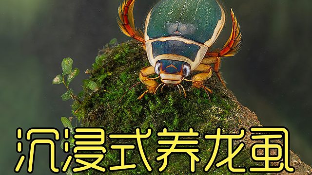 沉浸式养龙虱，可爱的海陆空三栖动物，国足吃了都说好