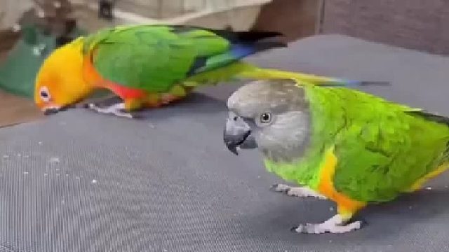 这有什么难的，我也会！