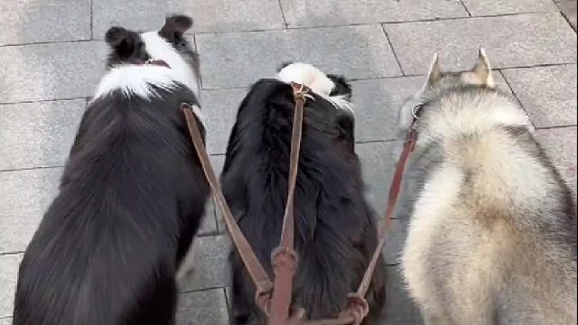 智商与智商的碰撞