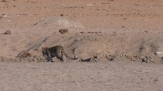 花豹被潜伏的狮子吓到了